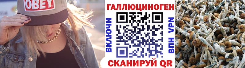 Галлюциногенные грибы Psilocybe  MEGA ТОР  Дальнереченск 